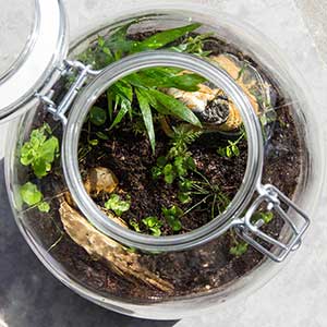 A closed terrariums