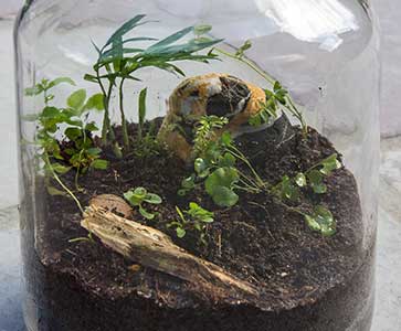 A closed terrariums