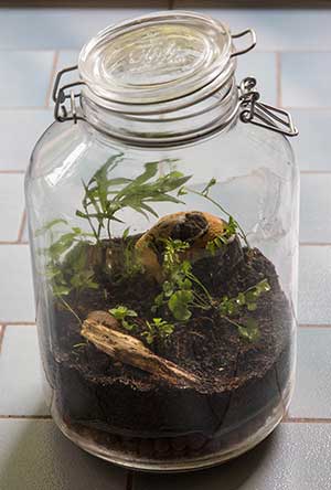 A closed terrarium