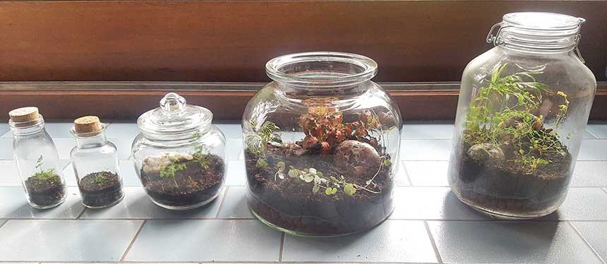 Closed terrarium