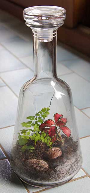 A closed terrariums