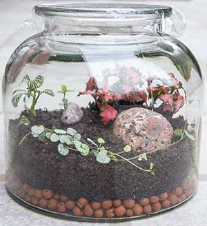 A closed terrariums with exotic plants