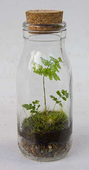 A small closed terrariums with a fern