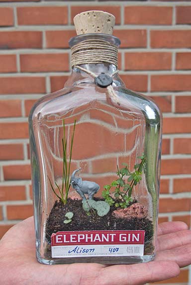 A closed terrariums in a Jin bottle