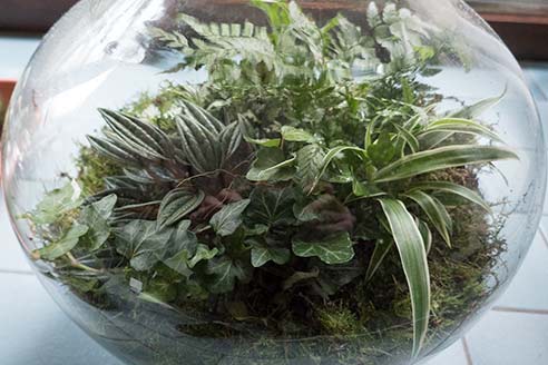 A closed terrariums with many plants